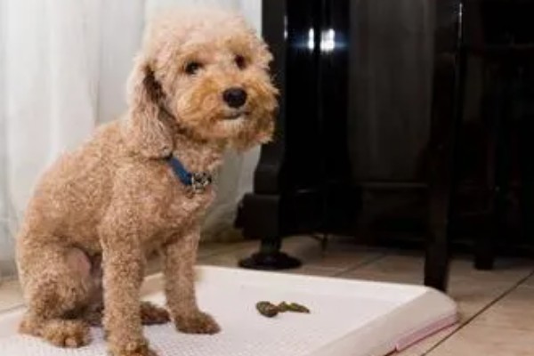 狗狗拉软便但很有精神的原因,可能是消化不良所致