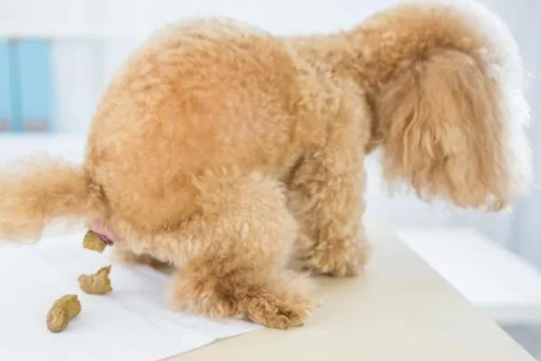 狗狗拉软便但很有精神的原因,可能是消化不良所致