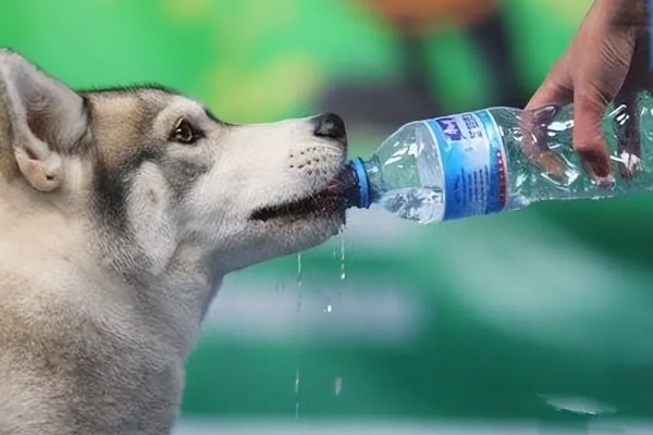 狗狗拉软便但很有精神的原因,可能是消化不良所致