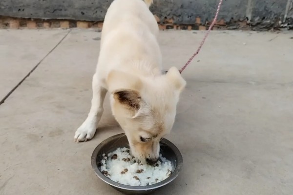 狗狗拉软便但很有精神的原因,可能是消化不良所致