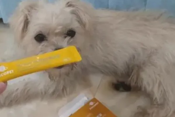 狗狗拉软便但很有精神的原因,可能是消化不良所致