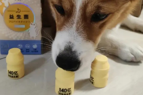 狗狗拉软便但很有精神的原因,可能是消化不良所致