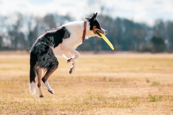 狗狗拉软便但很有精神的原因,可能是消化不良所致