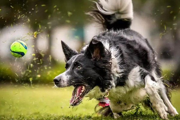 狗狗拉软便但很有精神的原因,可能是消化不良所致