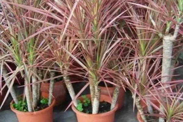 怎么才能让千年木变红,要根据植株的生长状态进行施肥