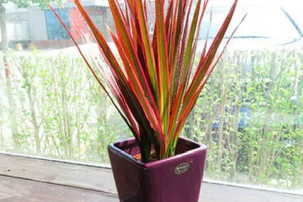 怎么才能让千年木变红,要根据植株的生长状态进行施肥