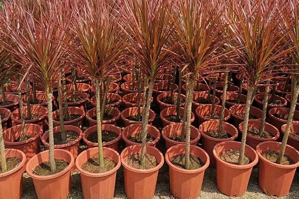 怎么才能让千年木变红,要根据植株的生长状态进行施肥