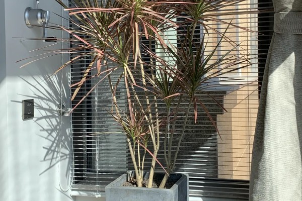 怎么才能让千年木变红,要根据植株的生长状态进行施肥