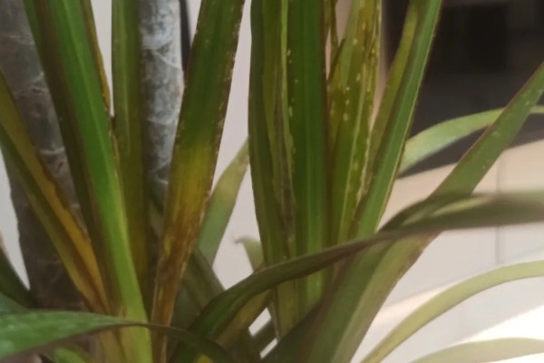 怎么才能让千年木变红,要根据植株的生长状态进行施肥