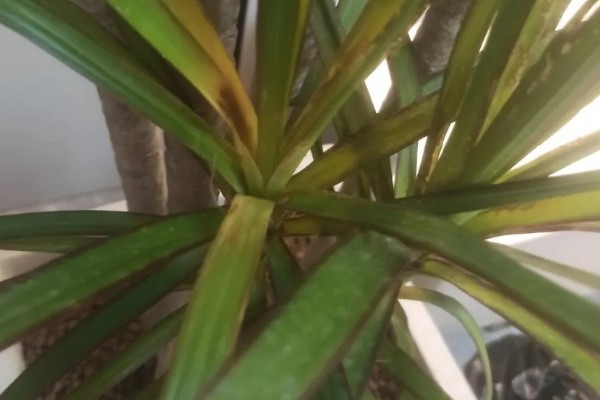 怎么才能让千年木变红,要根据植株的生长状态进行施肥