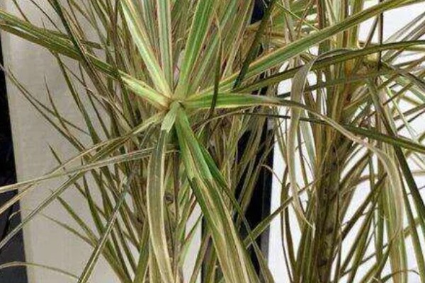 怎么才能让千年木变红,要根据植株的生长状态进行施肥