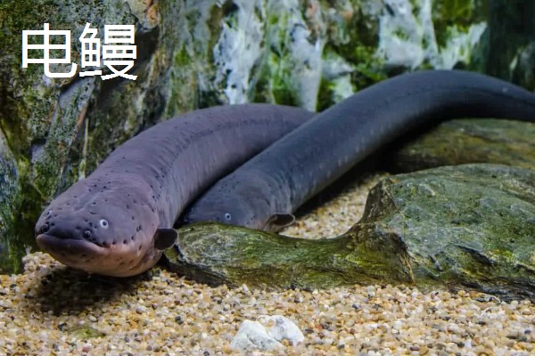 食人鱼的天敌,有电鳗、巨骨舌鱼等