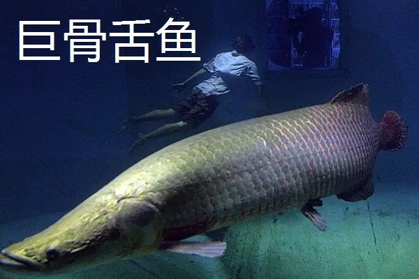 食人鱼的天敌,有电鳗、巨骨舌鱼等