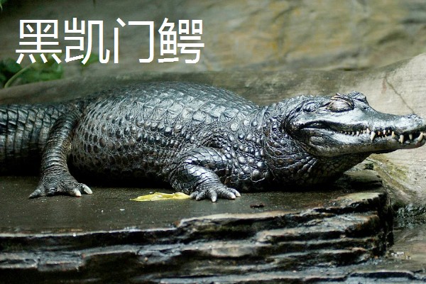 食人鱼的天敌,有电鳗、巨骨舌鱼等