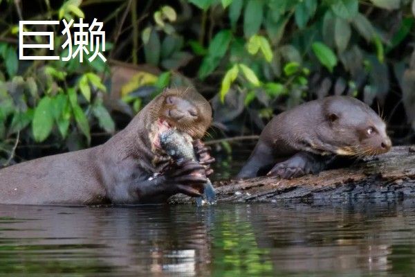 食人鱼的天敌,有电鳗、巨骨舌鱼等