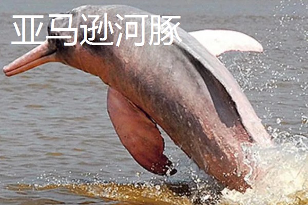 食人鱼的天敌,有电鳗、巨骨舌鱼等