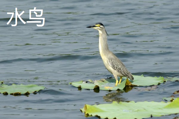 食人鱼的天敌,有电鳗、巨骨舌鱼等