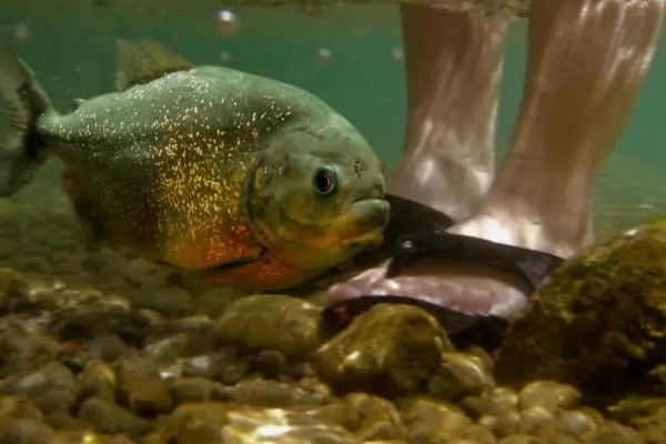 食人鱼的天敌,有电鳗、巨骨舌鱼等