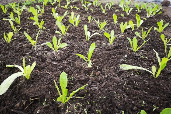 莴笋什么时候育苗,夏莴笋在4-5月份露地育苗