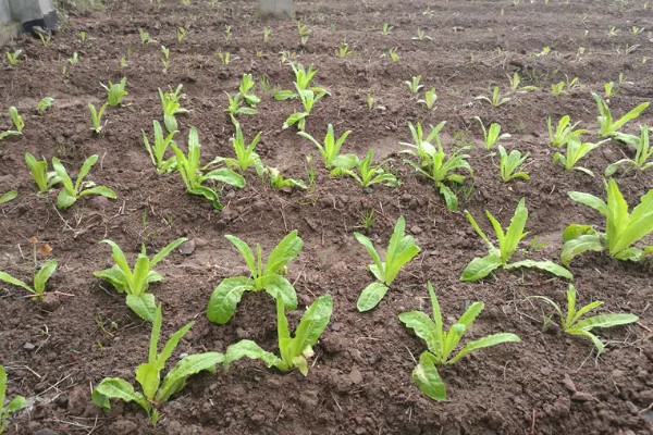 莴笋什么时候育苗,夏莴笋在4-5月份露地育苗