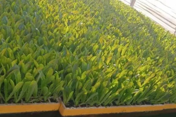 莴笋什么时候育苗,夏莴笋在4-5月份露地育苗
