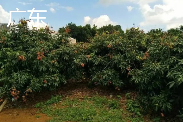 哪里的荔枝最出名,广东和四川的荔枝有名