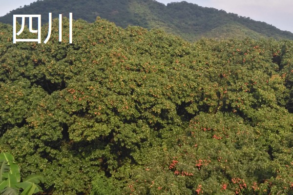 哪里的荔枝最出名,广东和四川的荔枝有名