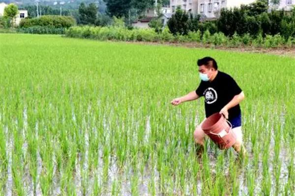 都有哪些碱性肥料,主要有硝酸钠、草木灰等