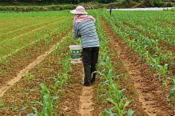 都有哪些碱性肥料,主要有硝酸钠、草木灰等