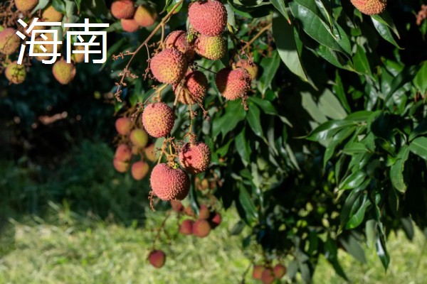 哪里的荔枝最出名,广东和四川的荔枝有名