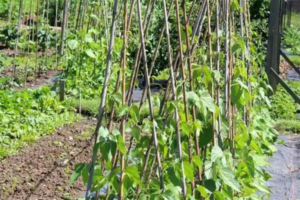 长豆角如何整枝，幼苗生长到50cm时便可进行
