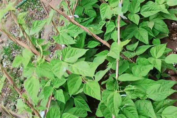 长豆角如何整枝，幼苗生长到50cm时便可进行