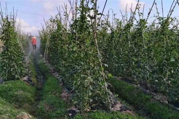 长豆角如何整枝，幼苗生长到50cm时便可进行