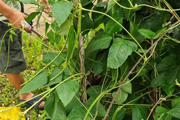 长豆角如何整枝，幼苗生长到50cm时便可进行