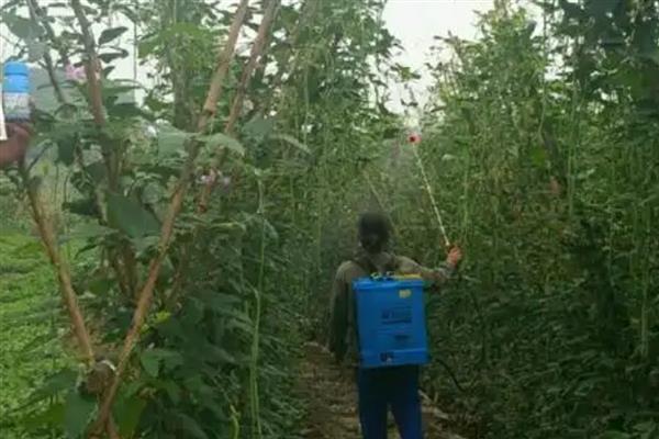 长豆角如何整枝，幼苗生长到50cm时便可进行