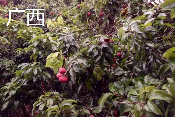 哪里的荔枝最出名,广东和四川的荔枝有名