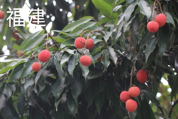 哪里的荔枝最出名,广东和四川的荔枝有名