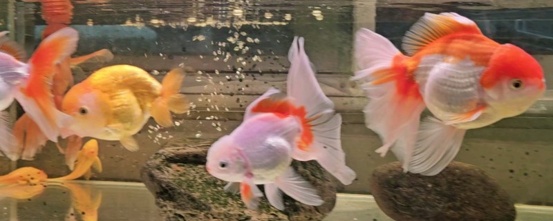 养金鱼为什么要放盐,主要是为了调节渗透压
