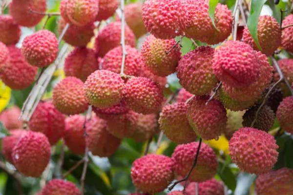 哪里的荔枝最出名,广东和四川的荔枝有名