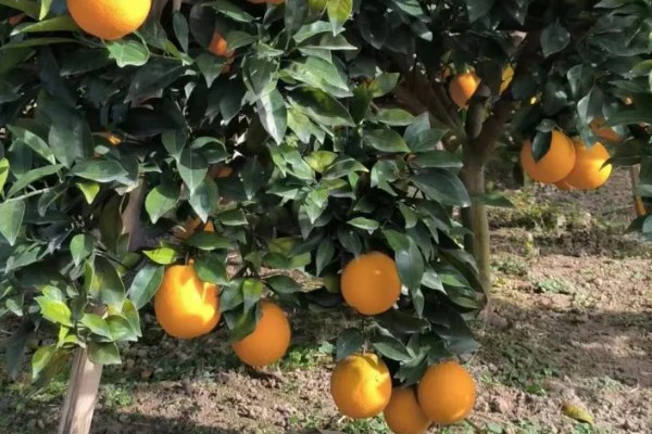 赣南脐橙为何受欢迎,因为其种植在含有稀土元素的土地上