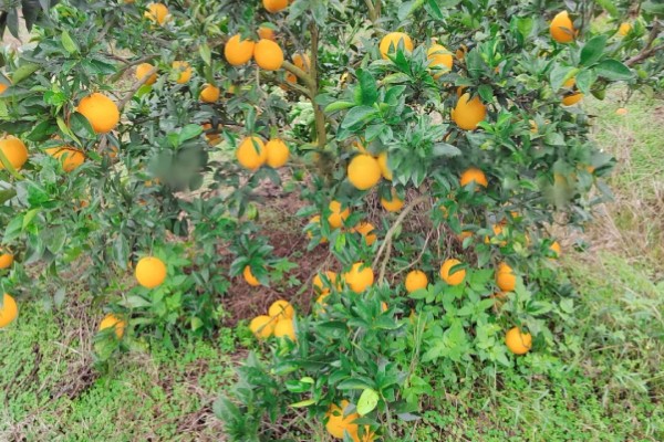 赣南脐橙为何受欢迎,因为其种植在含有稀土元素的土地上