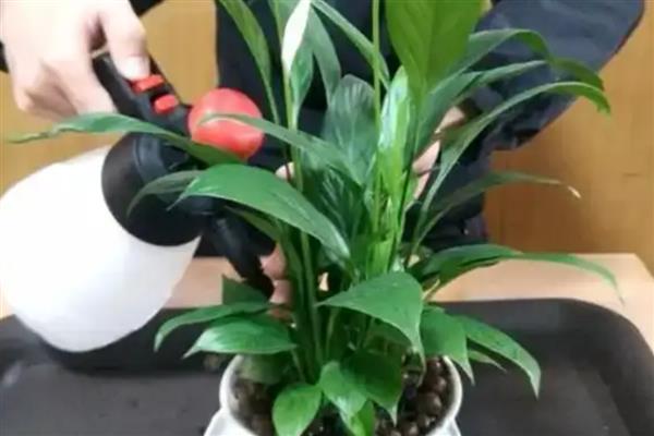 白掌叶子发黑的原因,浇水不当、施肥不当等均可能导致叶片发黑