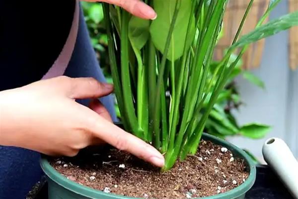 白掌叶子发黑的原因,浇水不当、施肥不当等均可能导致叶片发黑