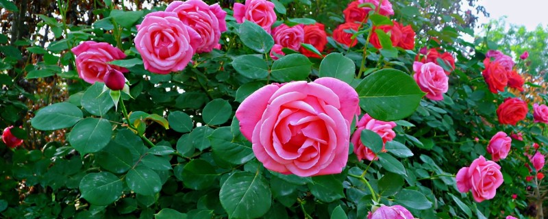 月季夏季要天天浇水吗，夏季基本需要天天浇水