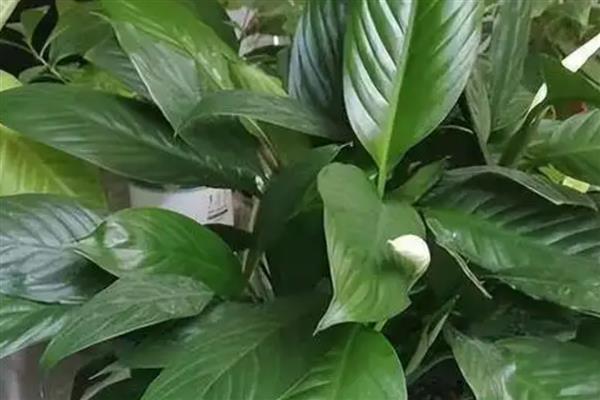 白掌叶子发黑的原因,浇水不当、施肥不当等均可能导致叶片发黑