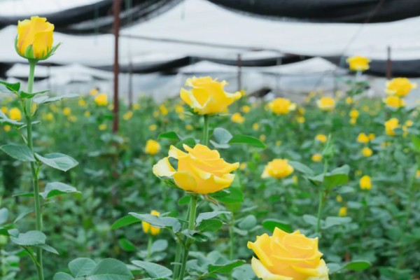 7朵黄玫瑰的花语,寓意偷偷爱着你