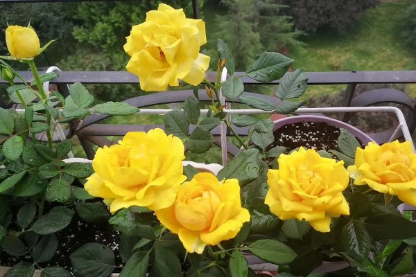 7朵黄玫瑰的花语,寓意偷偷爱着你