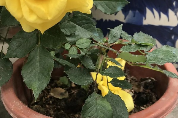 7朵黄玫瑰的花语,寓意偷偷爱着你