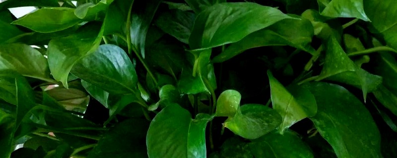 绿萝叶子萎蔫发黄如何处理,发生叶斑病可喷施百菌清等药剂