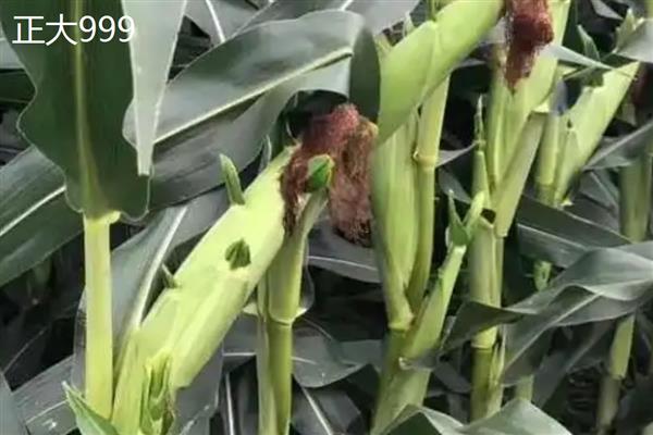 西南玉米的品种介绍,推荐金博士825、正大999等